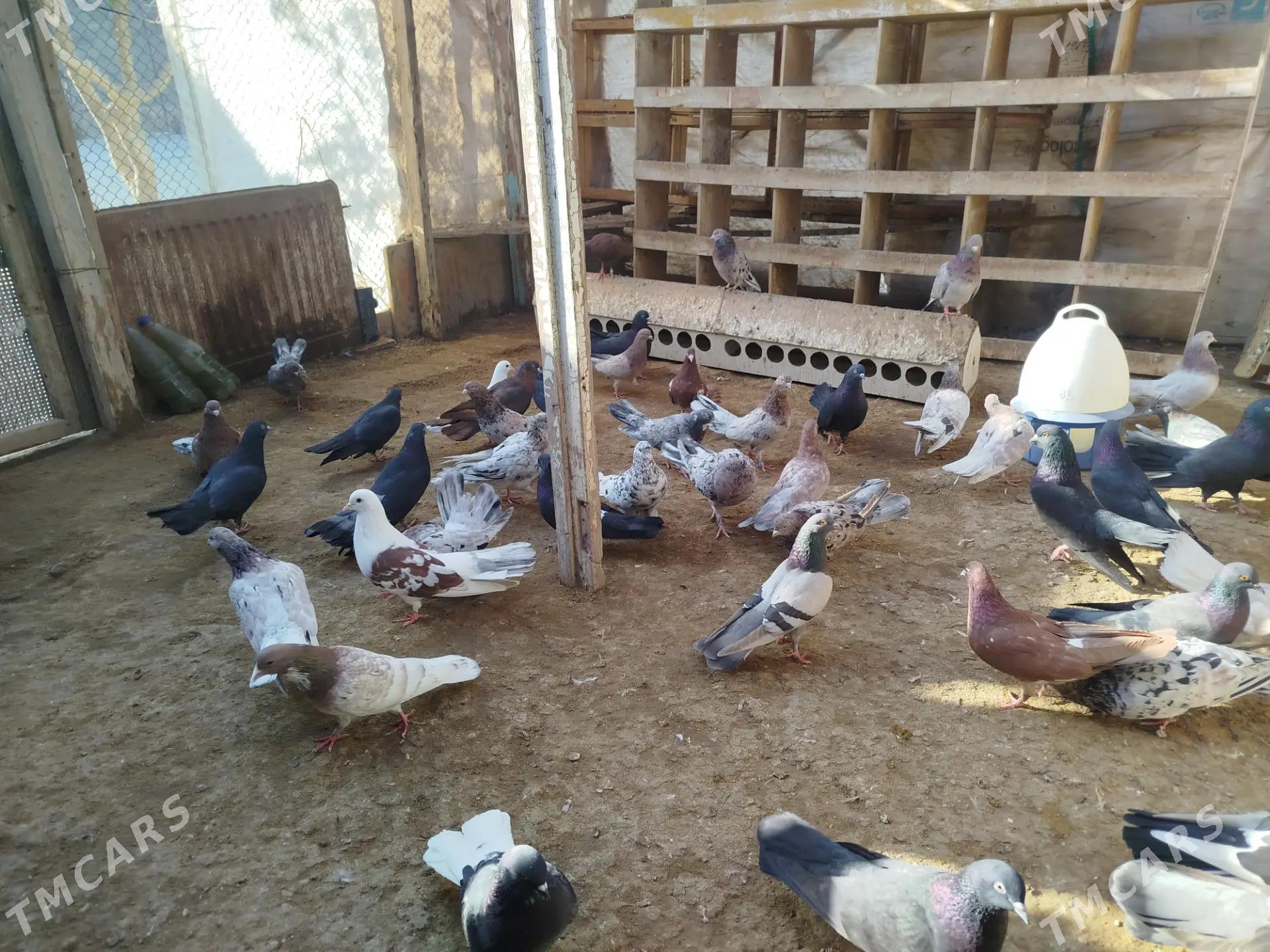 kepderi - Gumdag - img 4