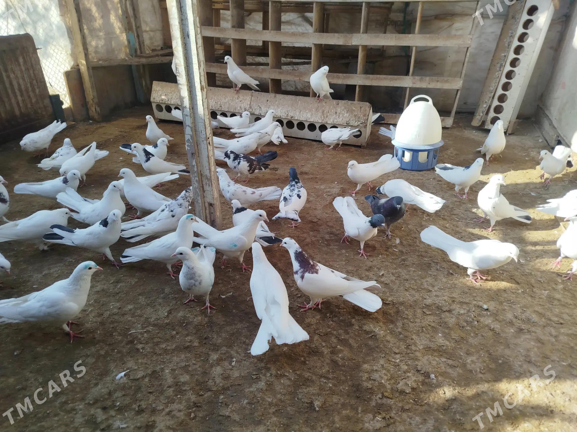 kepderi - Gumdag - img 9