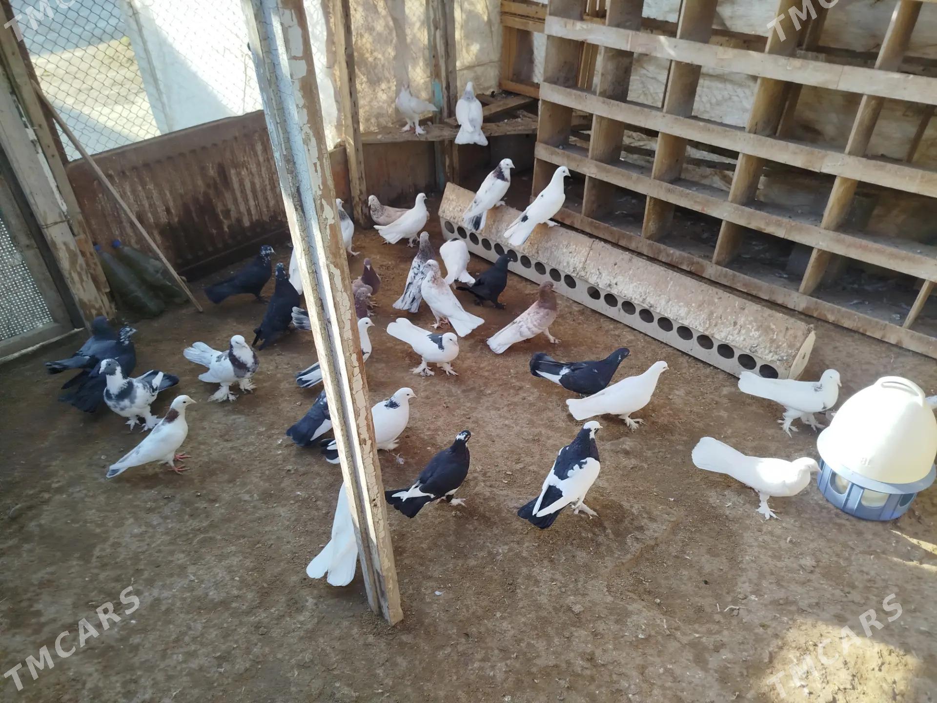 kepderi - Gumdag - img 2