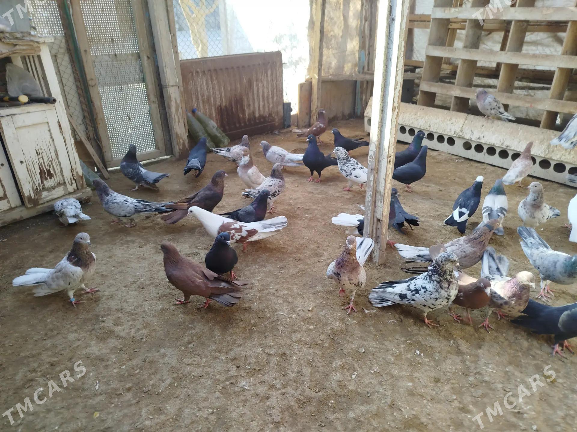 kepderi - Gumdag - img 1