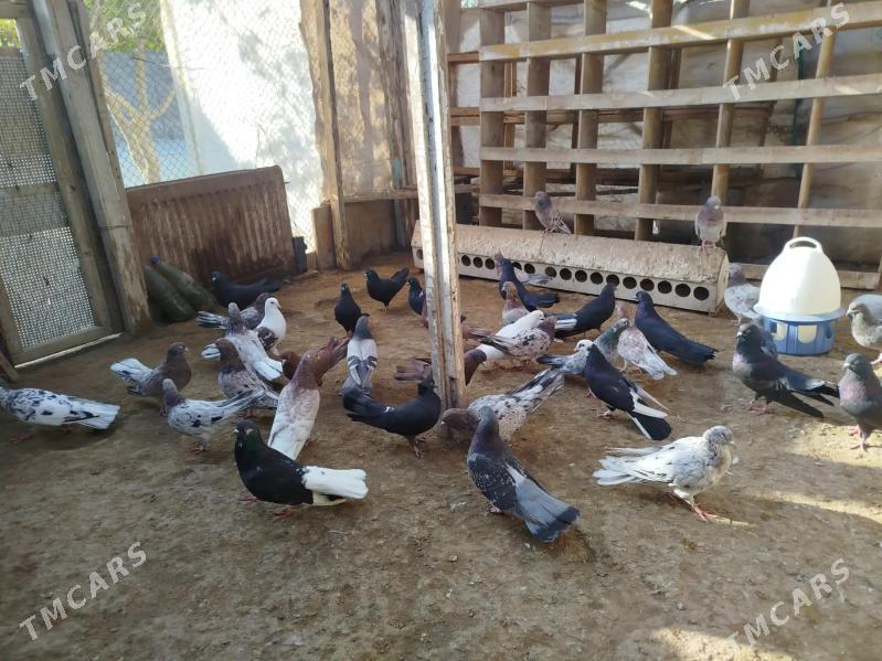 kepderi - Gumdag - img 5