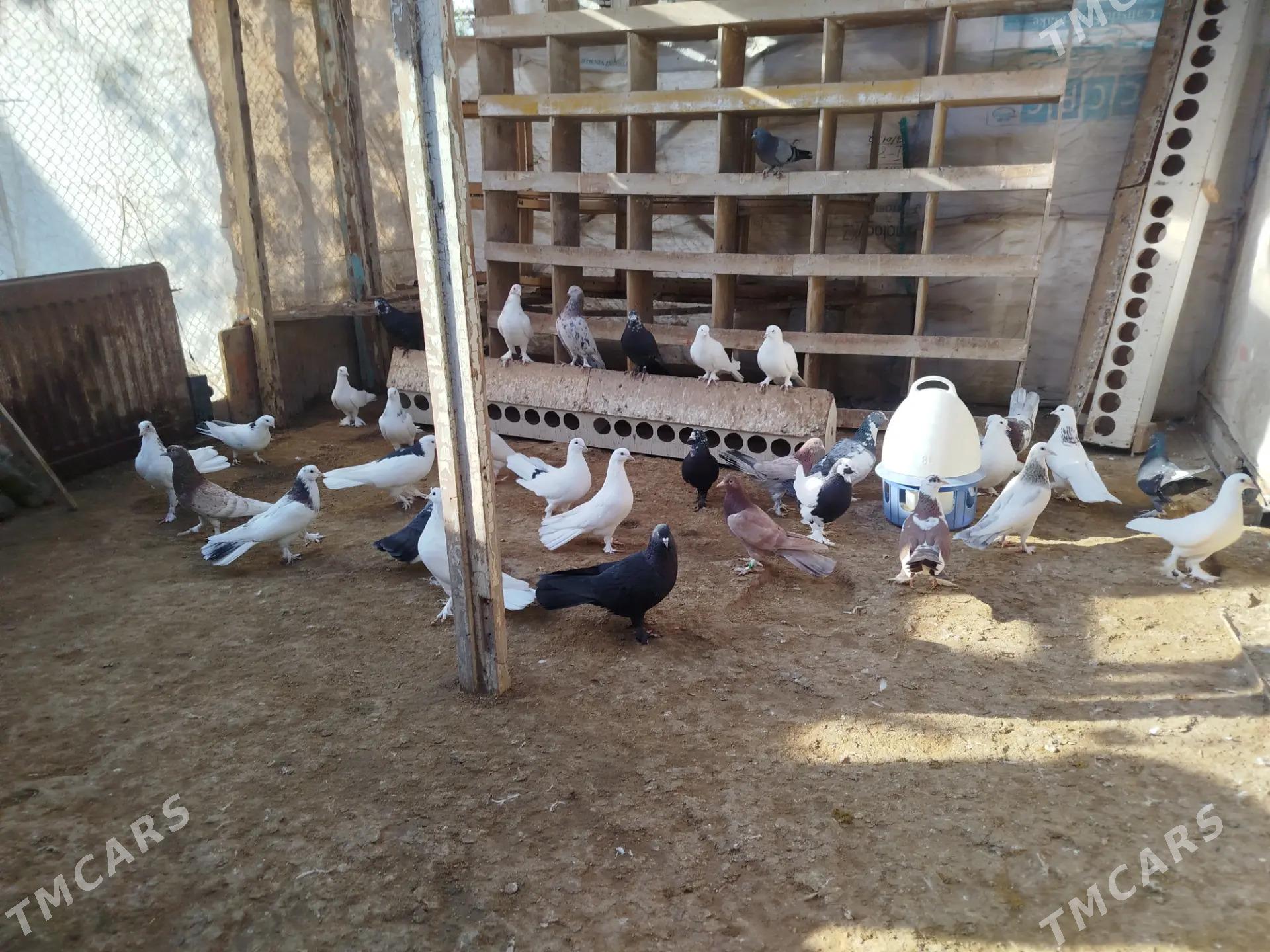 kepderi - Gumdag - img 6