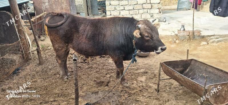 öküz - Ашхабад - img 2