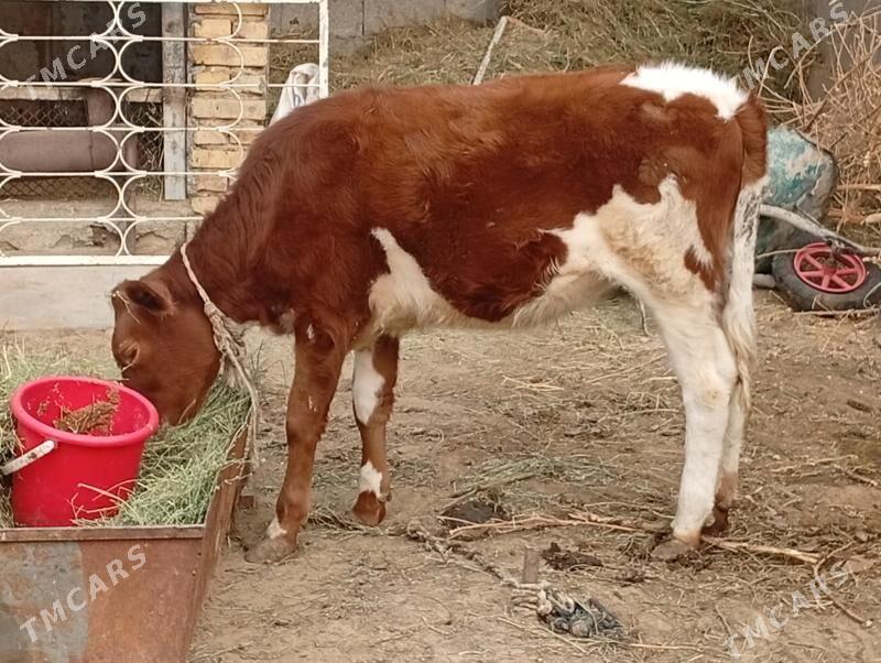 tuwe 8 aýl - Aşgabat - img 2