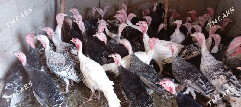 induk - Babadaýhan - img 3