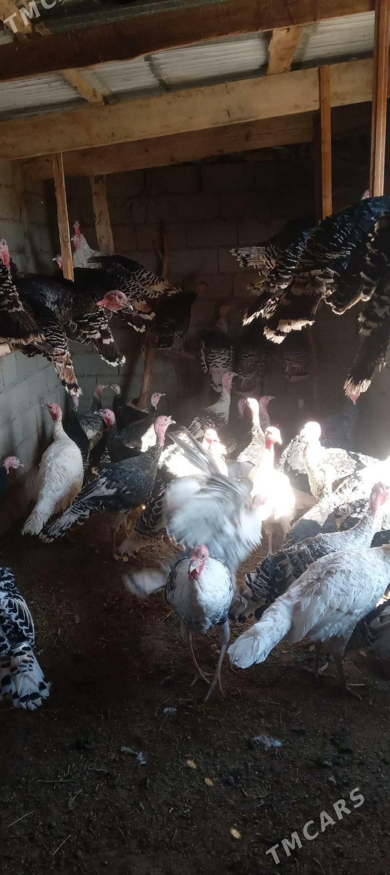 induk - Babadaýhan - img 2