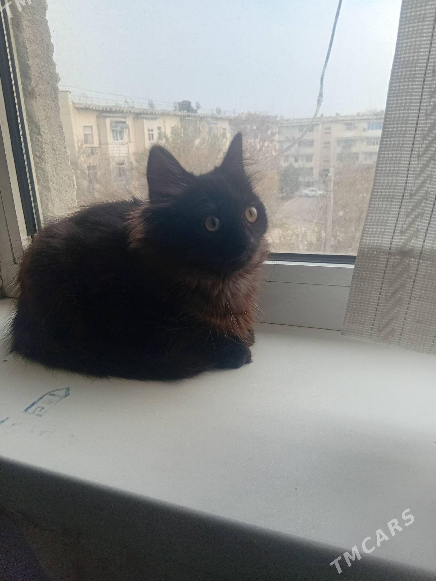 отдадим в добрые руки - Aşgabat - img 1