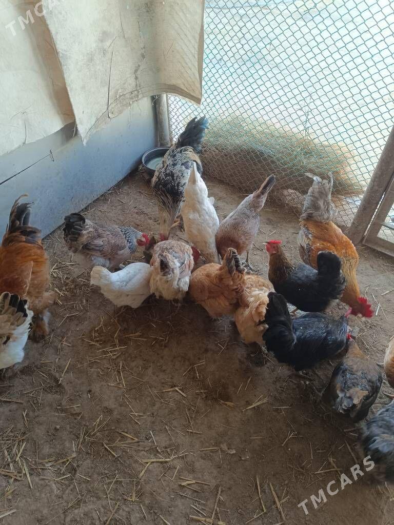 Tawuk Horaz куры несушка - Türkmenbaşy - img 3