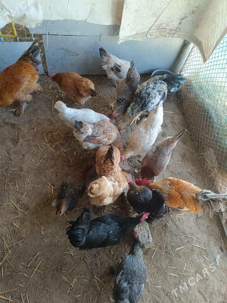Tawuk Horaz куры несушка - Türkmenbaşy - img 4