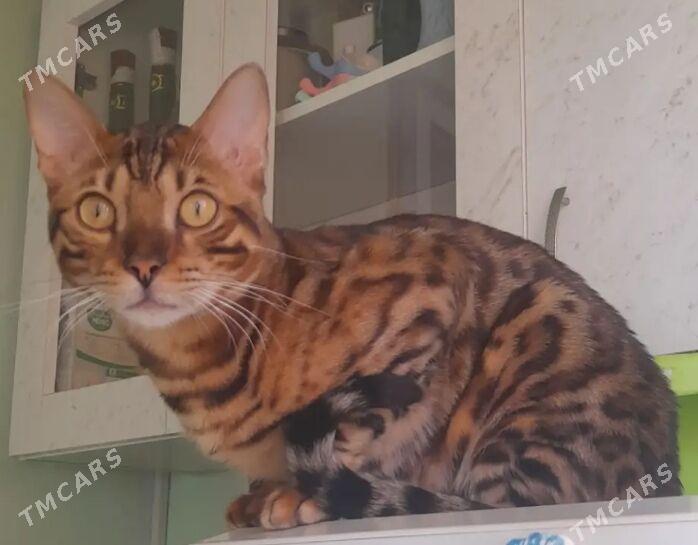 kot - Aşgabat - img 1