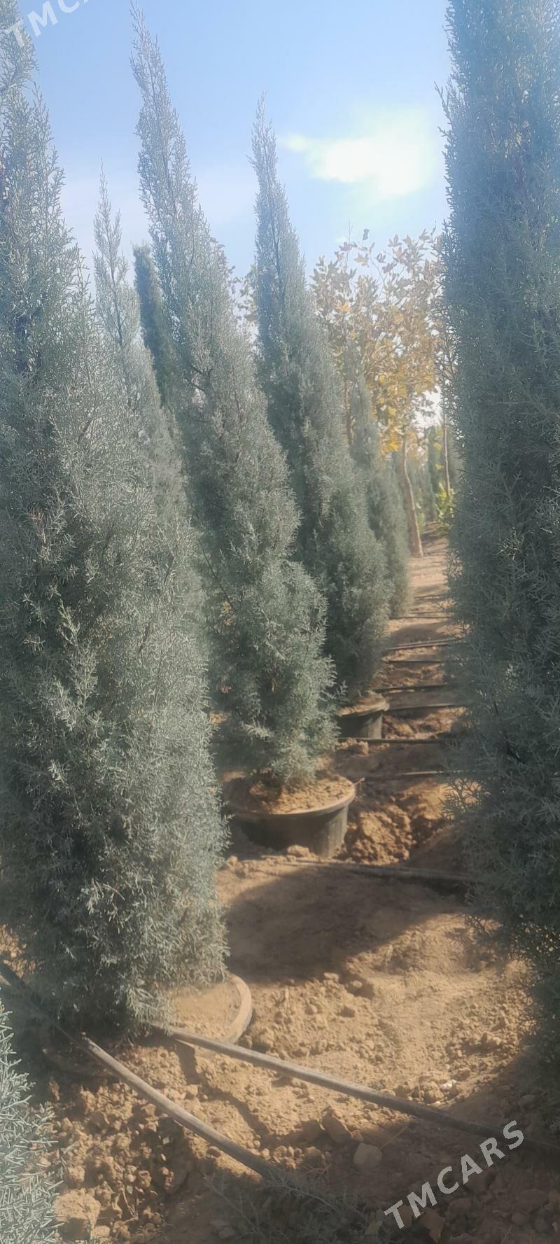 Arizona yolka - Bäherden - img 2