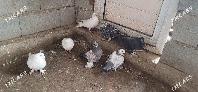 kepderi - Köneürgenç - img 1