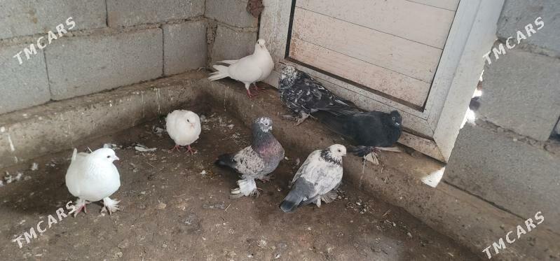 kepderi - Köneürgenç - img 2