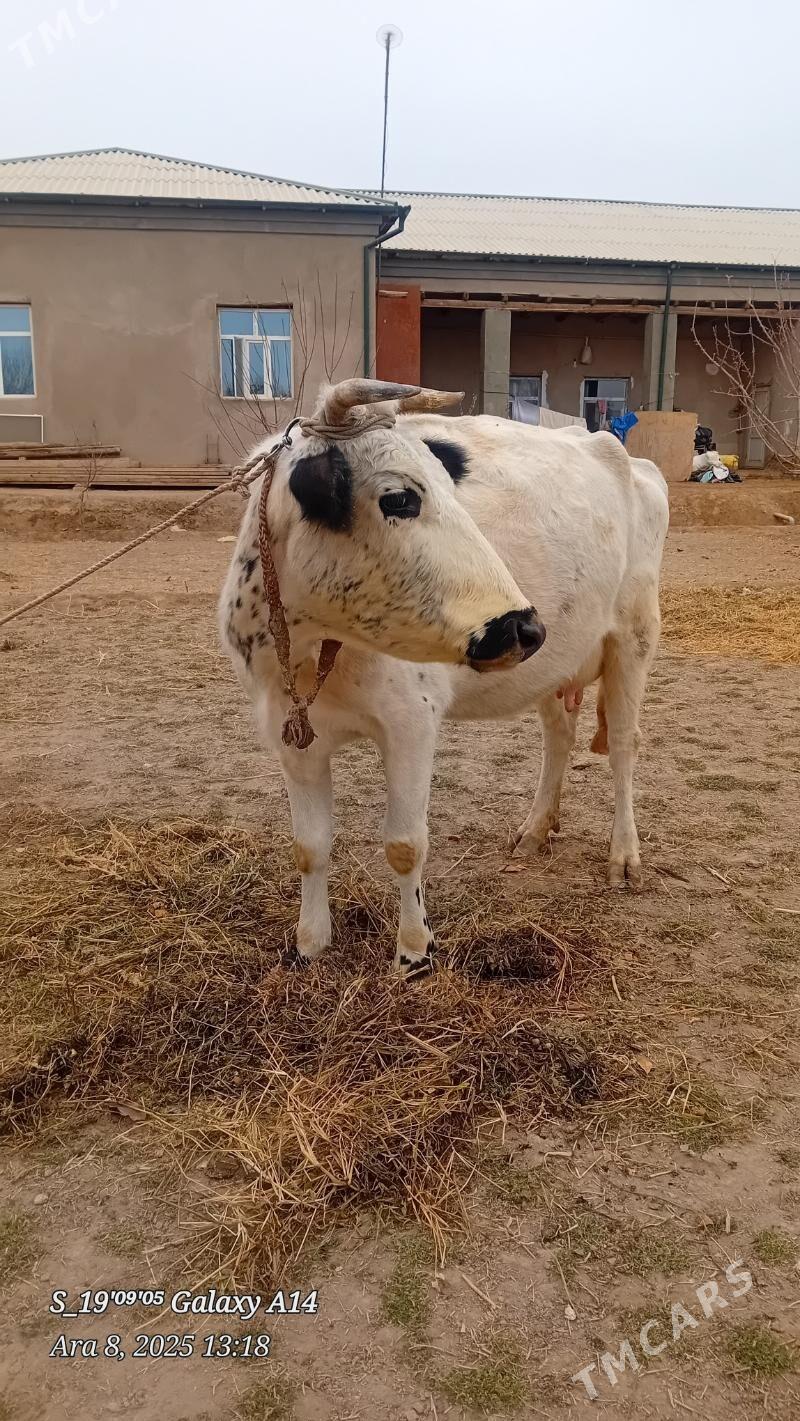 sygyr - Şabat etr. - img 2