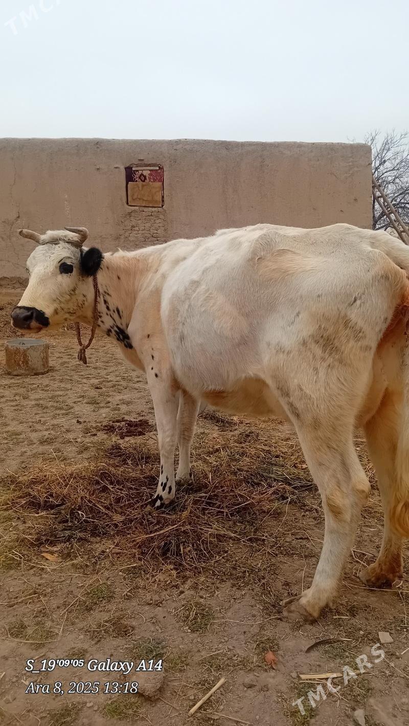 sygyr - Şabat etr. - img 1