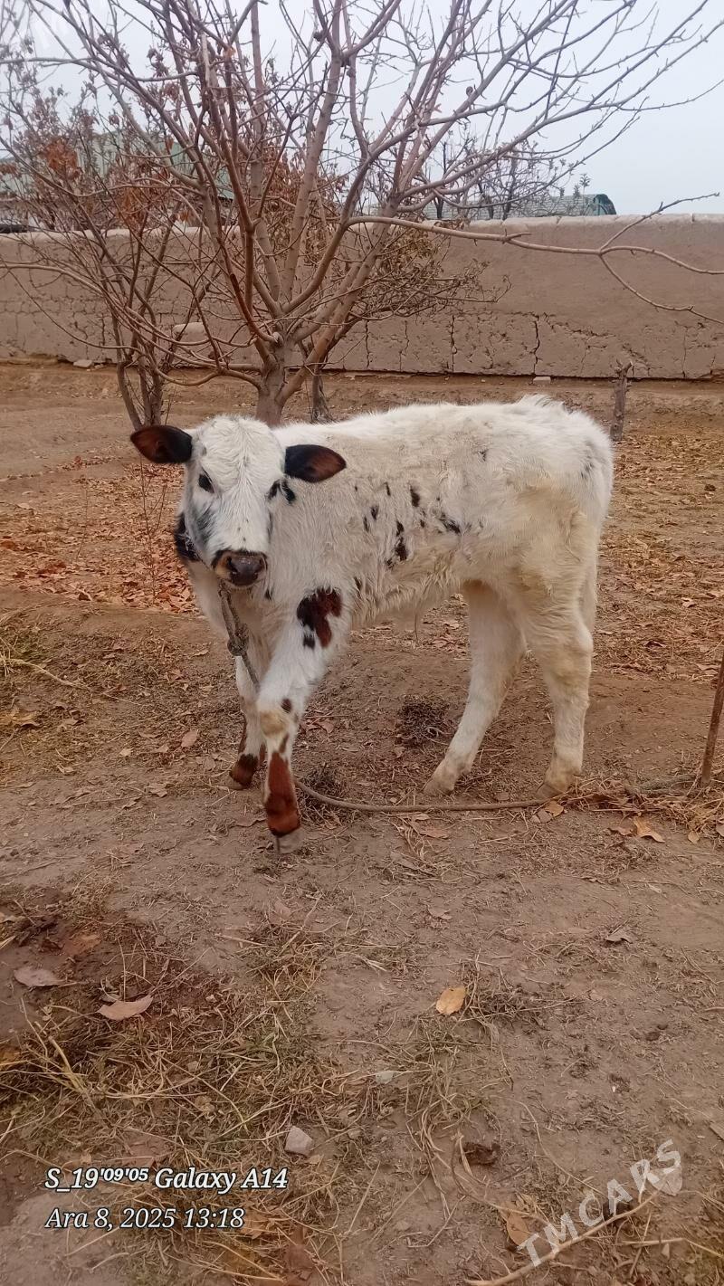 sygyr - Şabat etr. - img 5