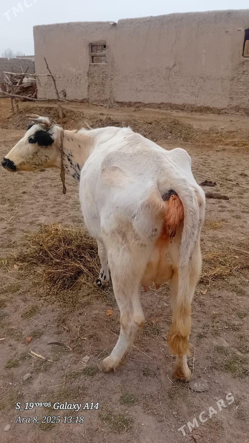 sygyr - Şabat etr. - img 3