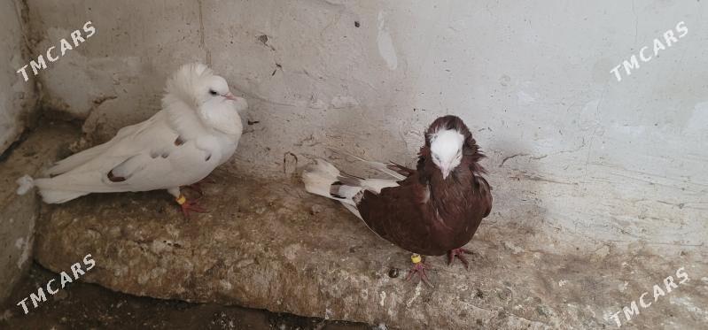 kepderi - Köneürgenç - img 1