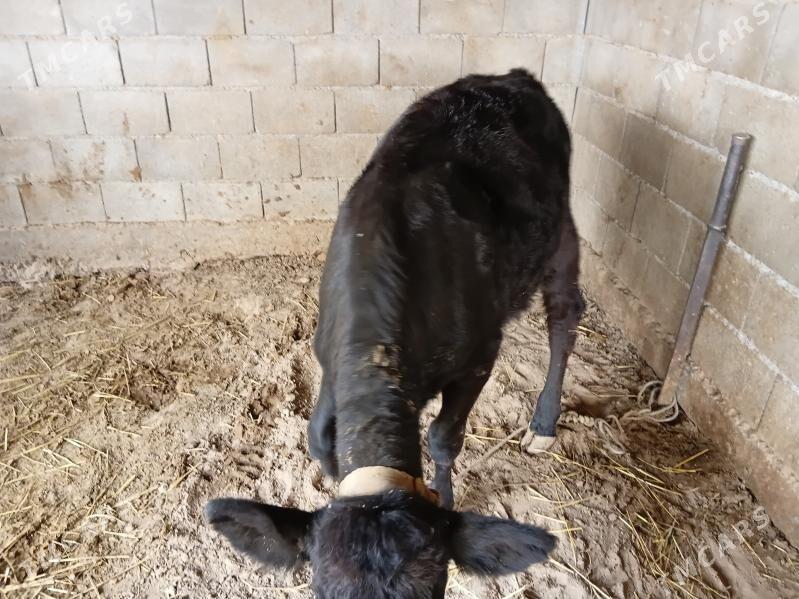 Tüwe - Gökje - img 3