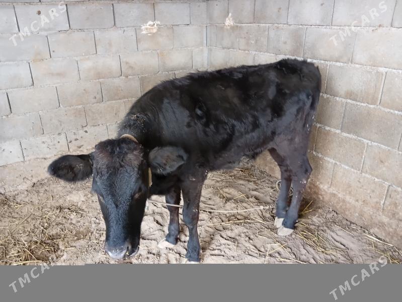 Tüwe - Gökje - img 2