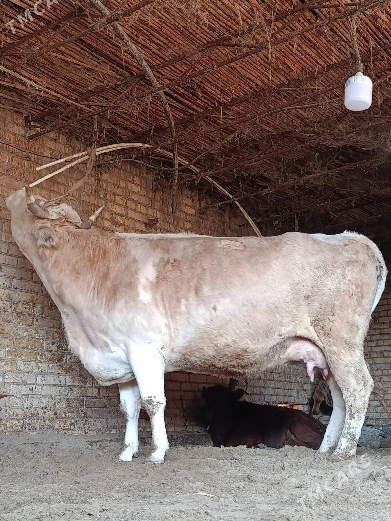 аргинал татар симентал голели - Çärjew - img 6