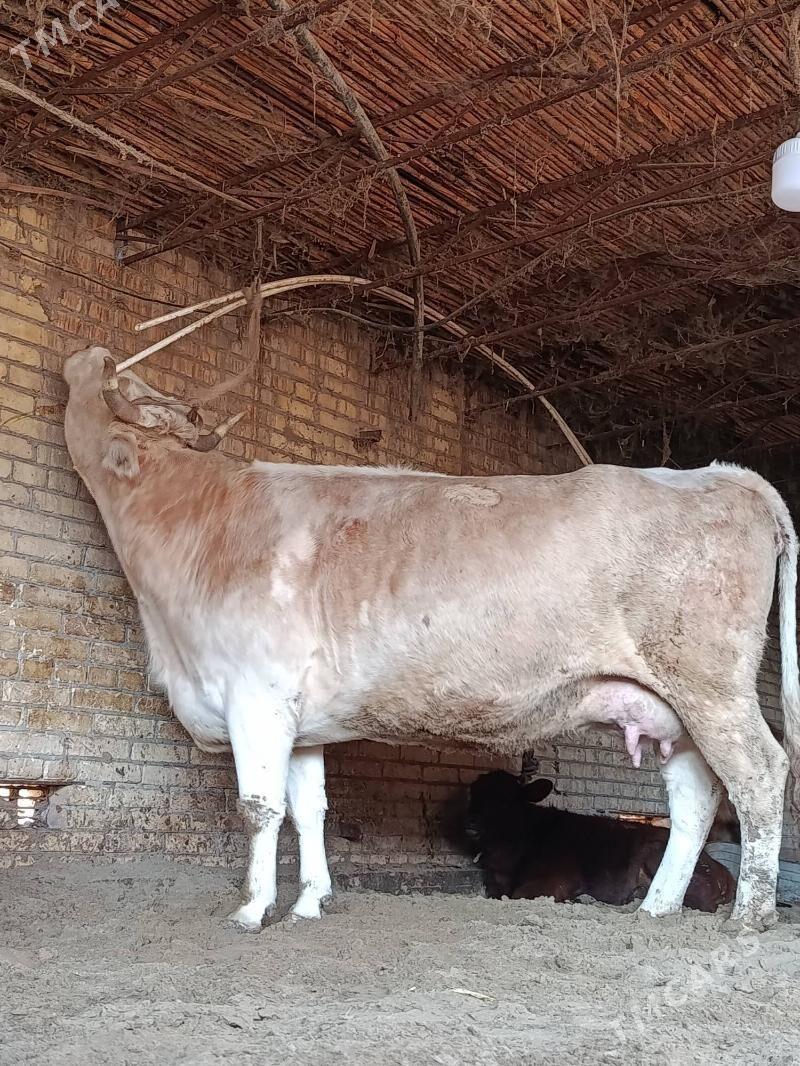 аргинал татар симентал голели - Çärjew - img 4