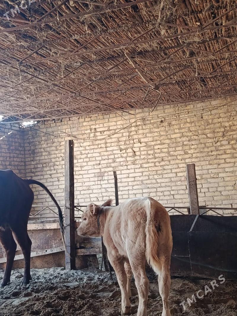 аргинал татар симентал голели - Çärjew - img 3