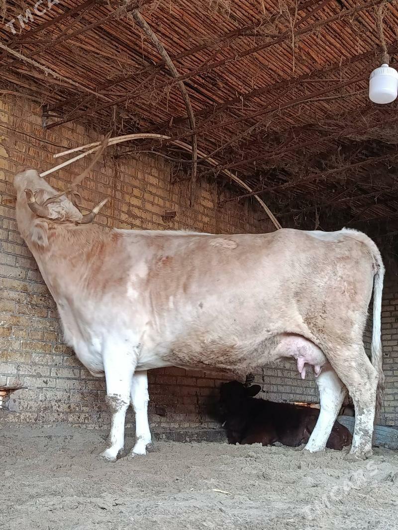 аргинал татар симентал голели - Çärjew - img 2