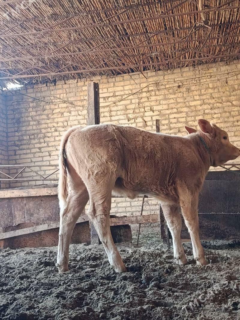 аргинал татар симентал голели - Çärjew - img 7