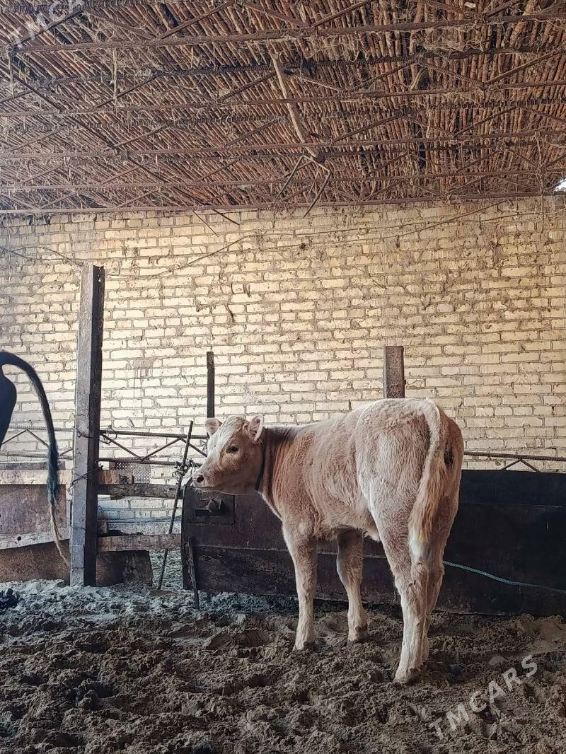 аргинал татар симентал голели - Çärjew - img 5