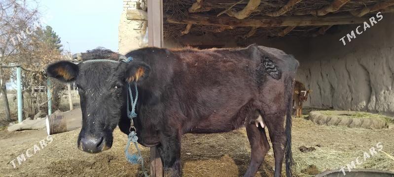 Göleli sygyr - Dänew - img 2