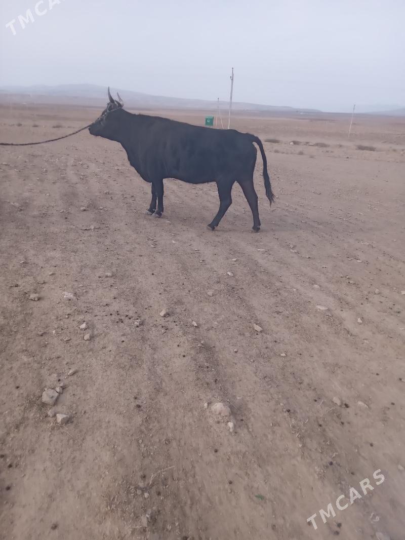 sygyr - Bäherden - img 2