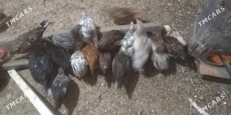 juje.karlik karlik juje - Gyzylarbat - img 4