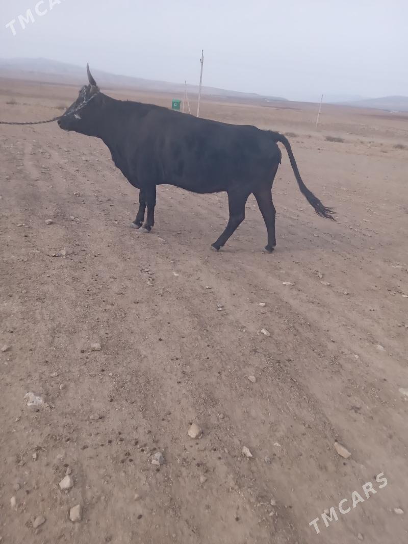 sygyr - Bäherden - img 1