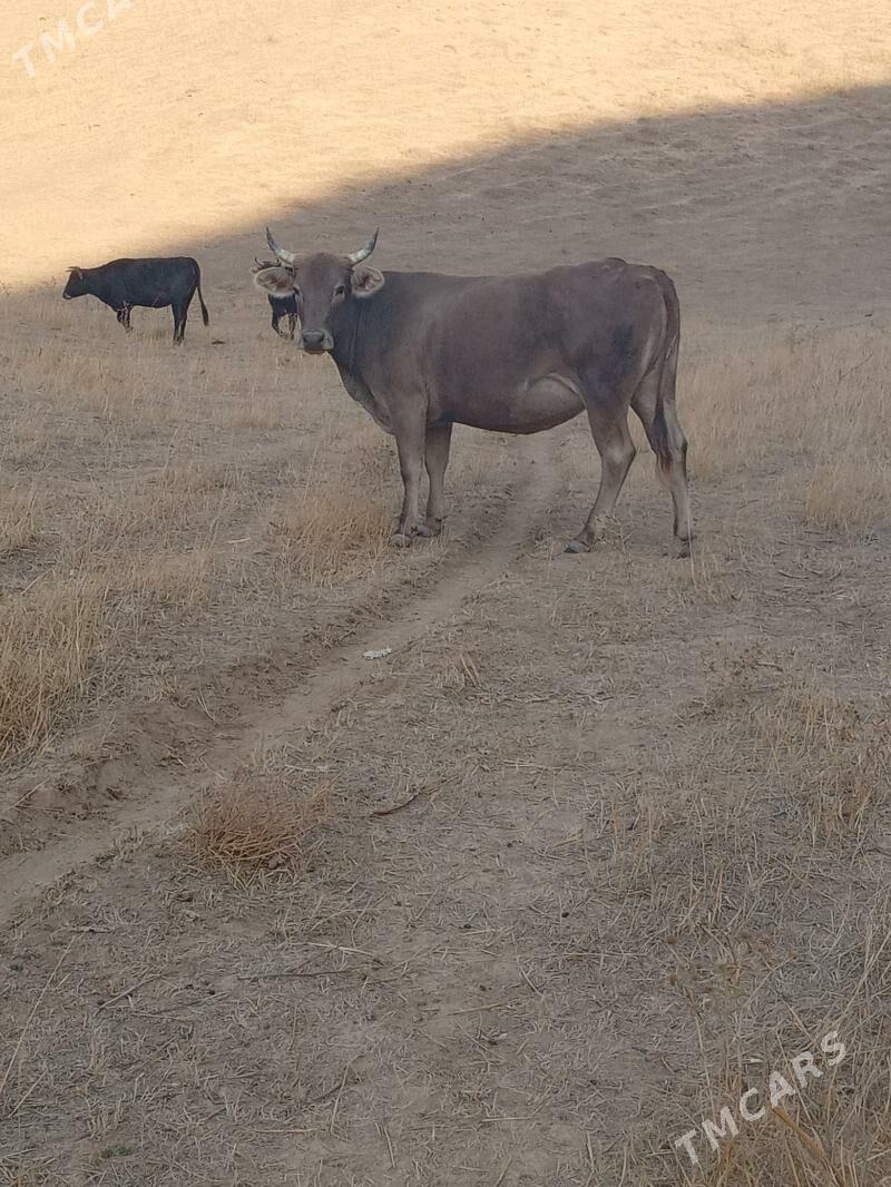 sygyr - Bäherden - img 3