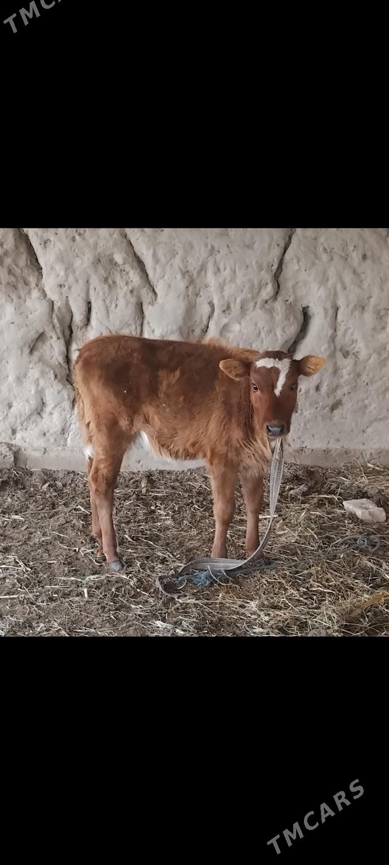 Göleli sygyr - Dänew - img 3