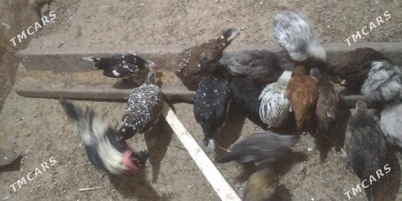 juje.karlik karlik juje - Gyzylarbat - img 3