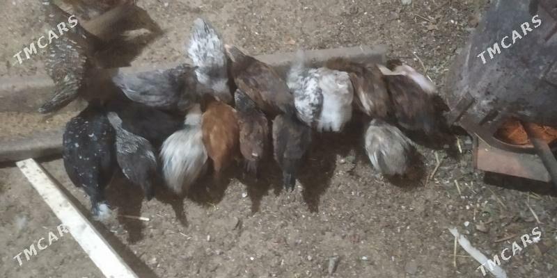 juje.karlik karlik juje - Gyzylarbat - img 5