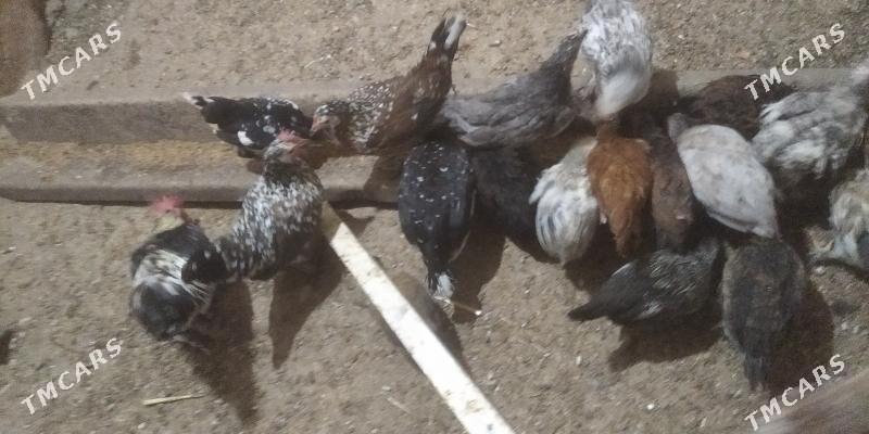 juje.karlik karlik juje - Gyzylarbat - img 2