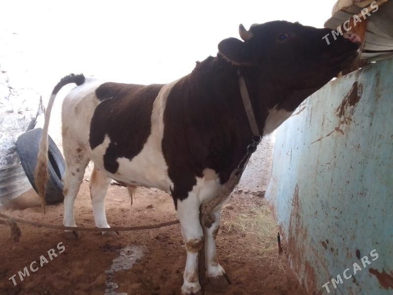 TOHUM ÖKÜZ - Balkanabat - img 2