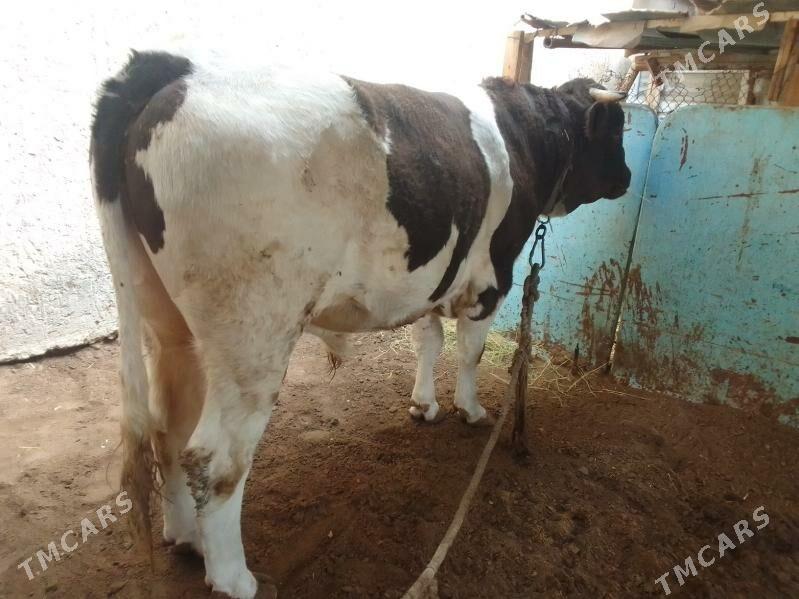 TOHUM ÖKÜZ - Balkanabat - img 3