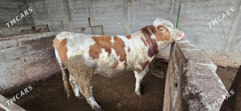 semental okuz - Aşgabat - img 2