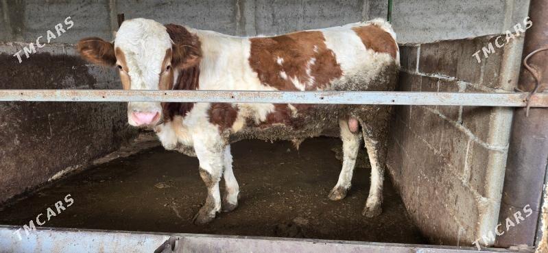 semental okuz - Aşgabat - img 6