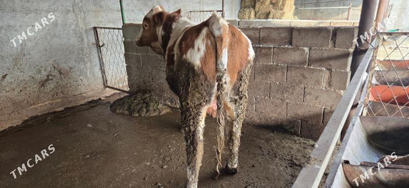 semental okuz - Aşgabat - img 4