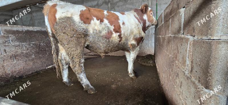 semental okuz - Aşgabat - img 5