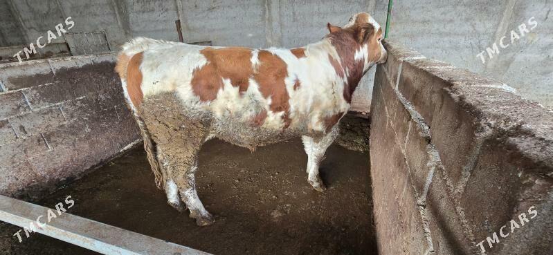 semental okuz - Aşgabat - img 3