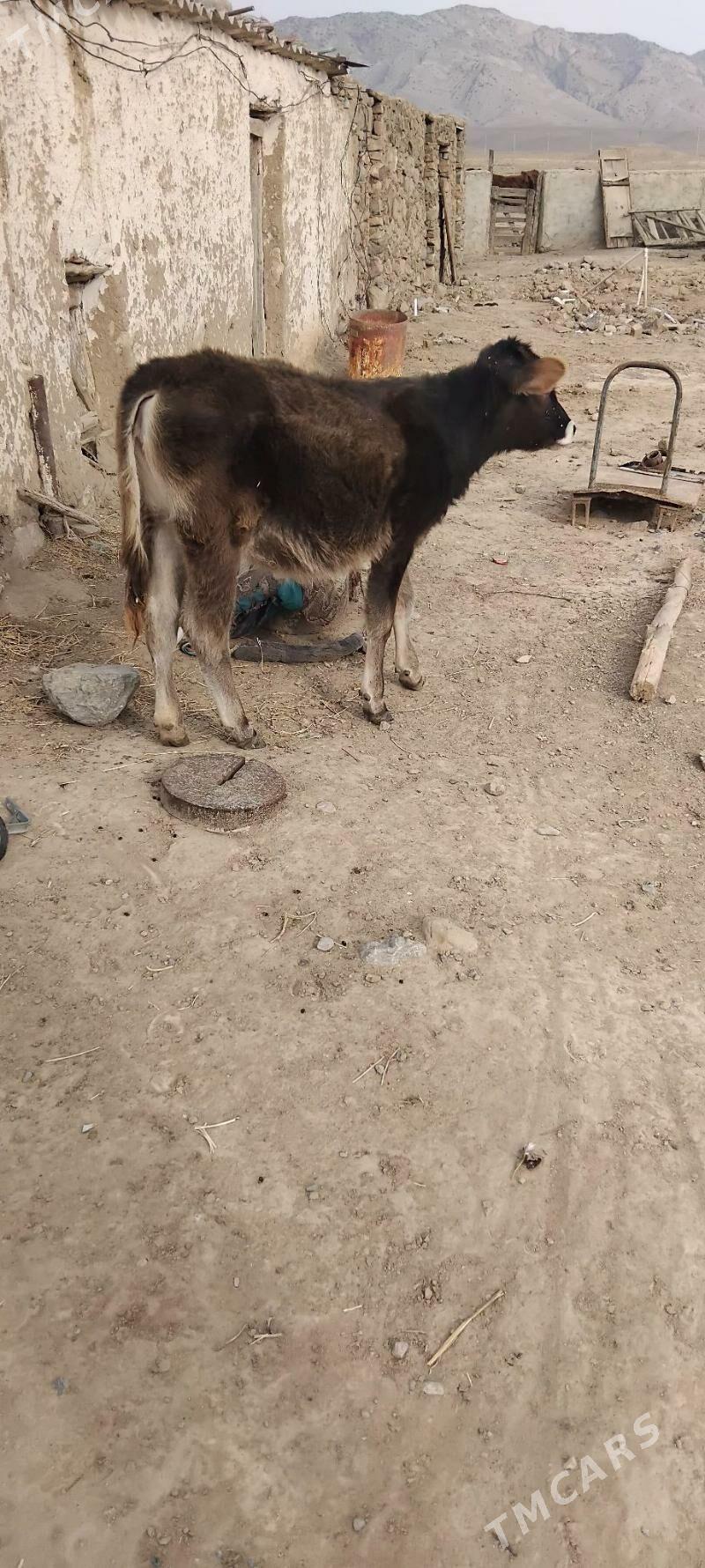 tuwe - Gyzylarbat - img 4