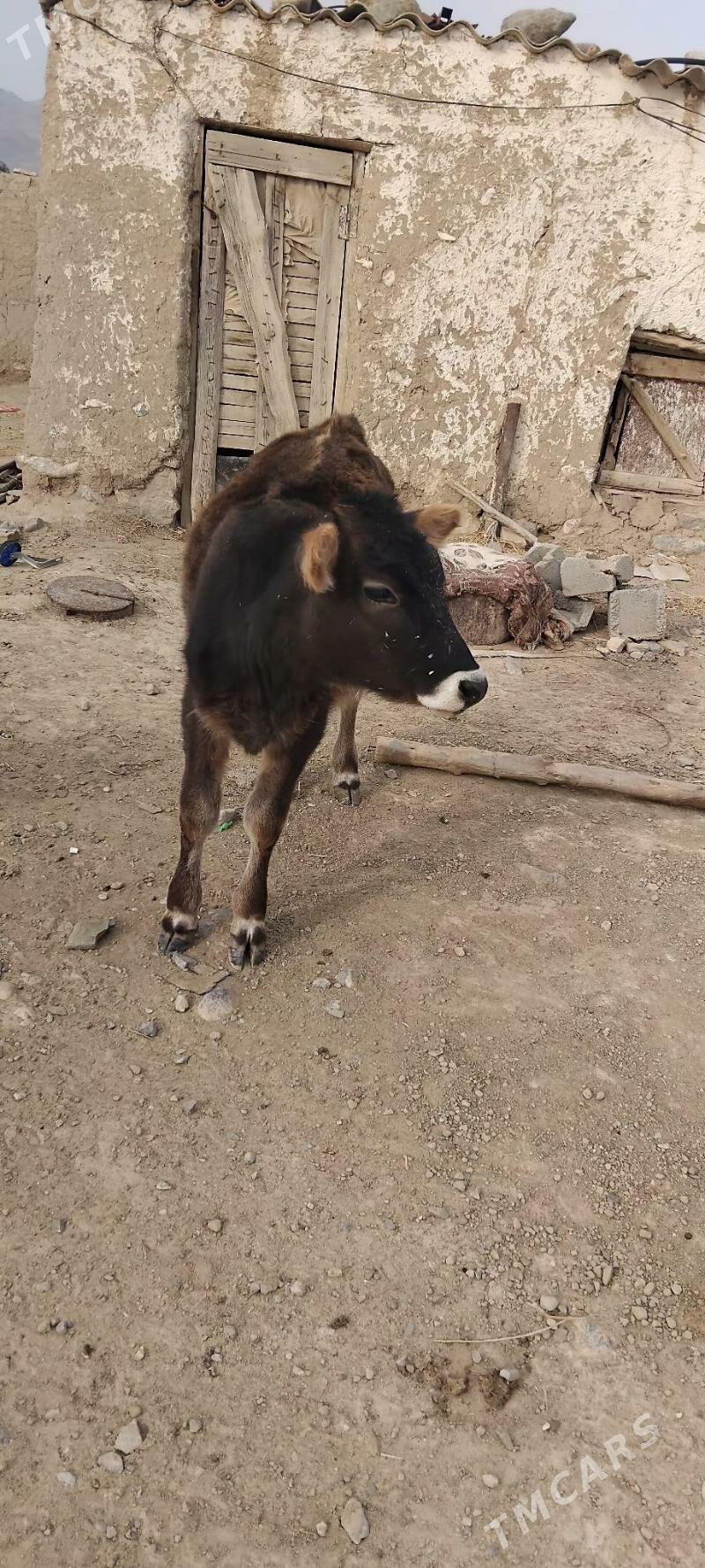 tuwe - Gyzylarbat - img 2