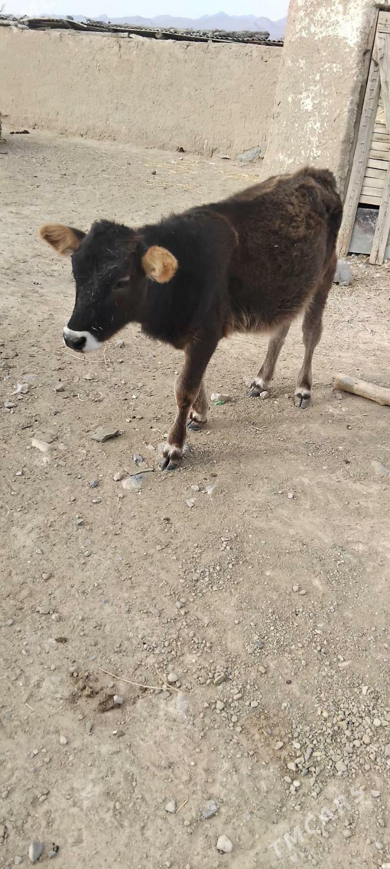 tuwe - Gyzylarbat - img 3