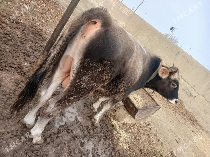 bakyda duran oküz - Бахарден - img 3